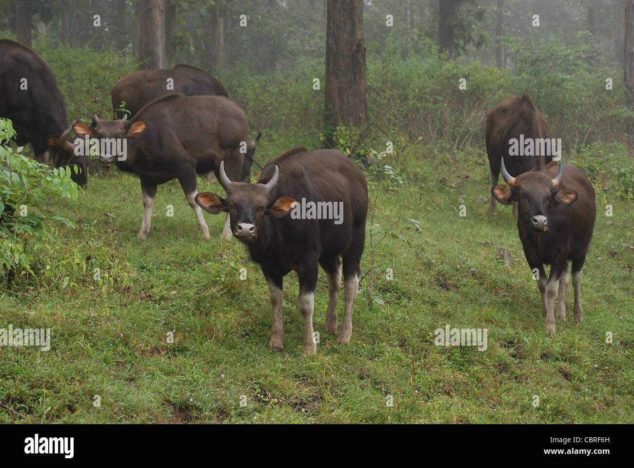 indische Bison; Mudumalai Schongebiet, Indien Stockfoto