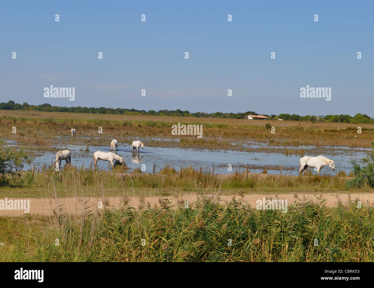 Wilde weiße Pferde der Camargue, Südfrankreich Stockfoto