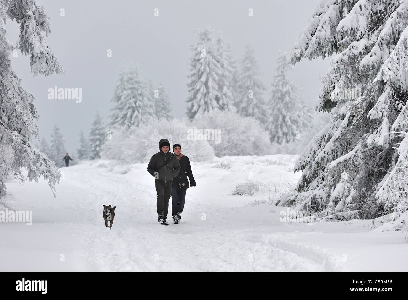 Wanderer mit Hund lange Spaziergänge in der Natur behalten hohe Venn / Hautes Fagnes im Schnee im Winter, Belgien Stockfoto