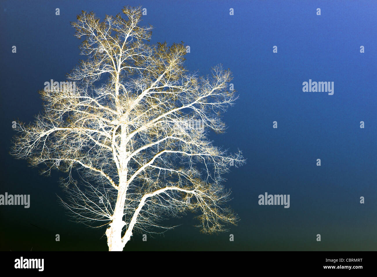 Verschneite Bäume in Maastricht, gegen Winterhimmel, invertierte Farben, solarisierte Blick Stockfoto