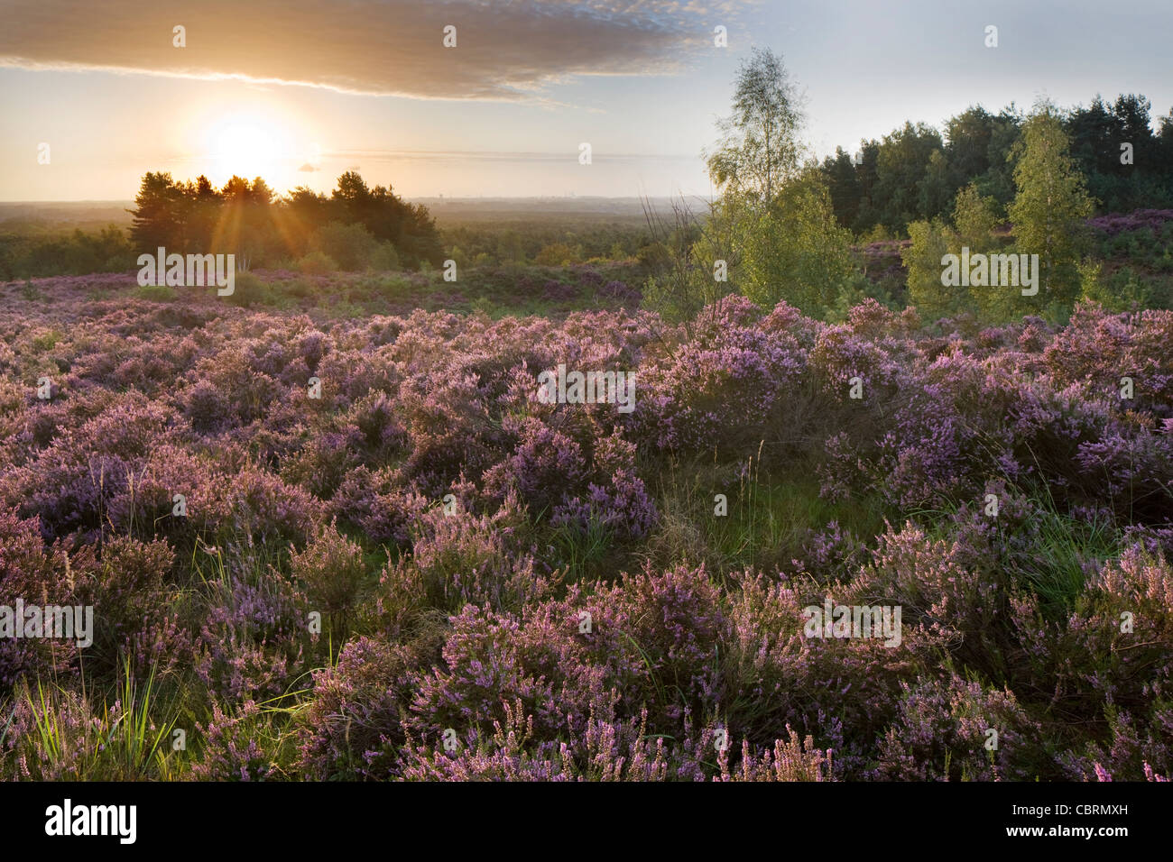 Heidekraut blüht in Heide an der Hoge Kempen Nationalpark, Belgien Stockfoto