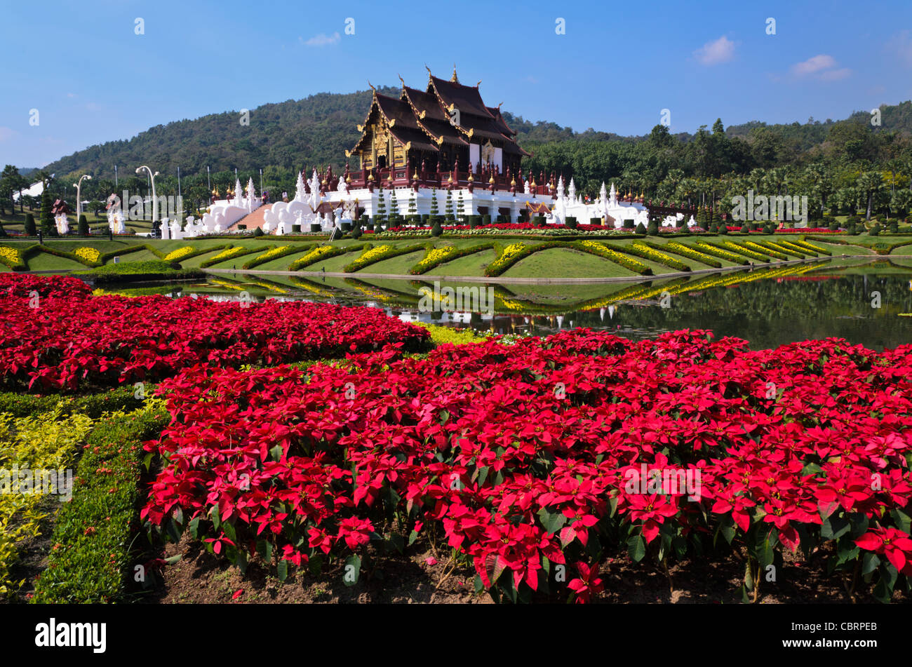 Purpurrote Blumen vor reich verzierten Royal Pavilion mit Spiegelbild im Teich am Royal Flora Ratchaphruek in Chiang Mai Thailand Stockfoto