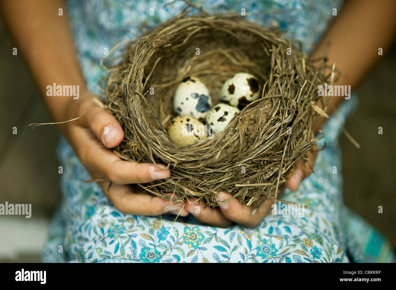 Mädchen mit Vogelnest mit gesprenkelten Eiern. Stockfoto