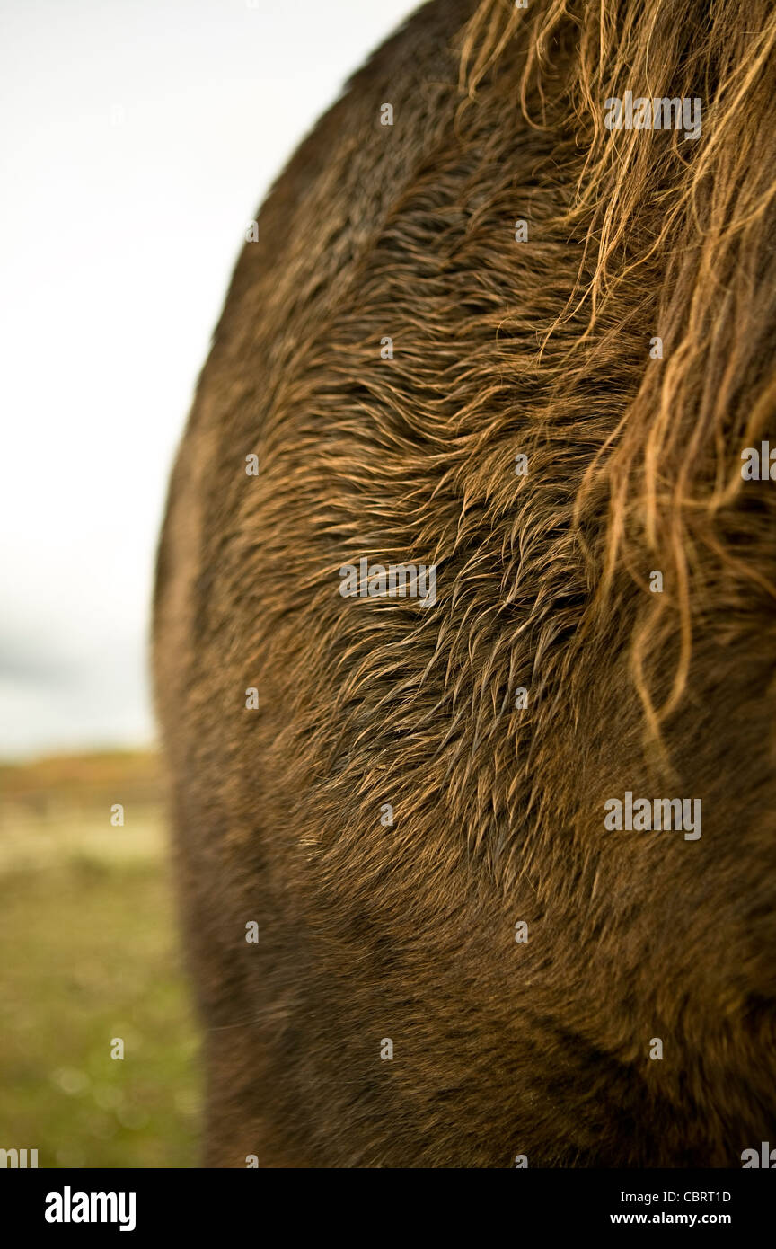Detail der isländischen Pferdes Fell und Mähne. Stockfoto