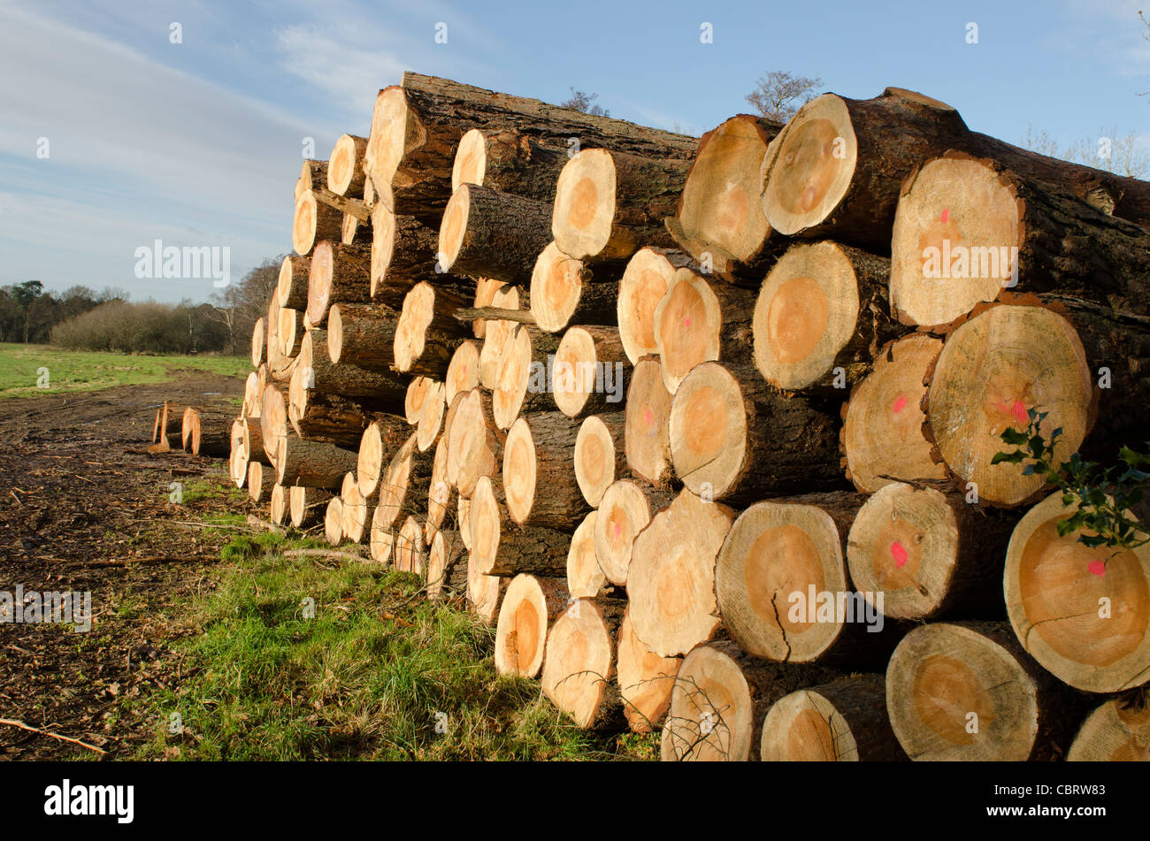 Gefällte Bäume für Holz Wiggonholt gemeinsamen gestapelt winter English Woodland South Downs West Sussex England UK Stockfoto