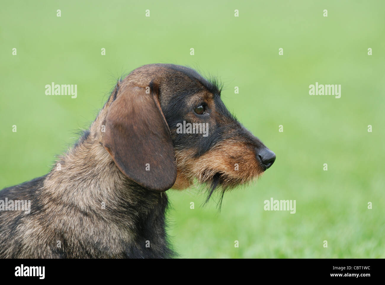 Rauhaar Dackel Hund Porträt im Garten Stockfoto