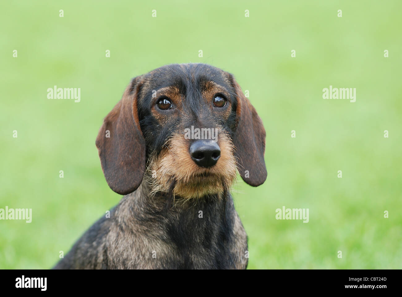 Rauhaar Dackel Hund Porträt im Garten Stockfoto