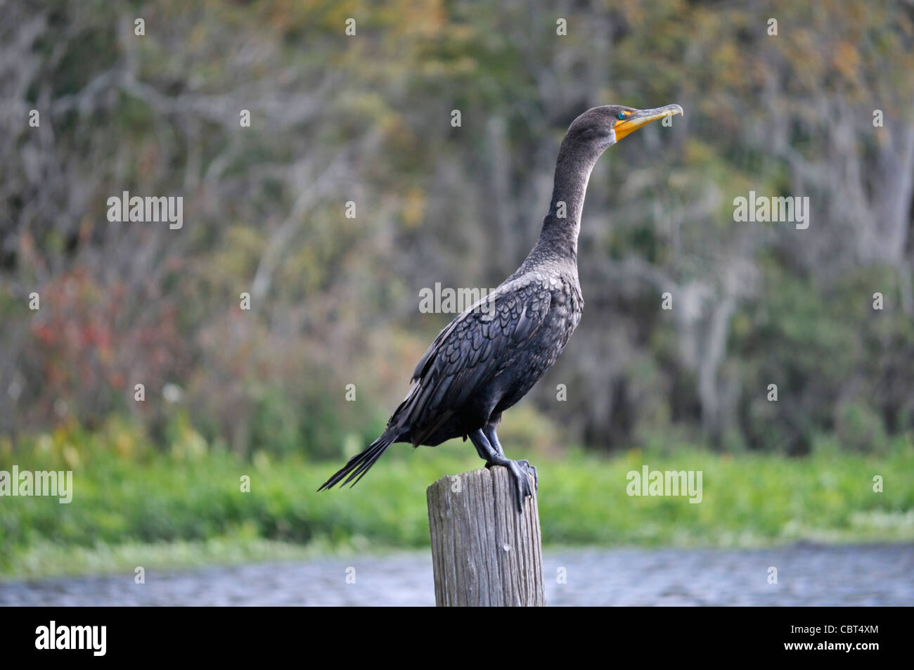 Doppel-crested Kormoran (Phalacrocorax Auritus) Schlafplatz zu einem Dock-Post in Zentral-Florida Stockfoto