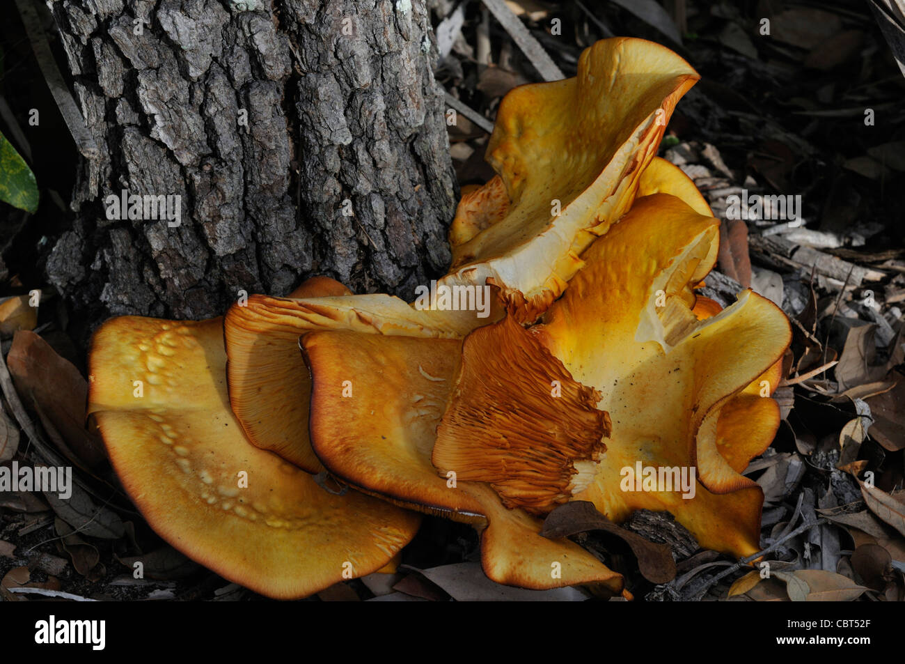 Orange schälen Pilze (Aleuria Aurantia) wachsen an der Unterseite eines Baumes in Zentral-Florida Stockfoto