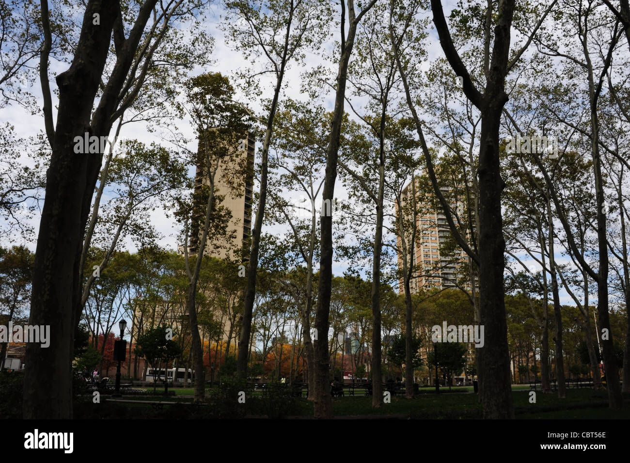 Blauer Himmel weiße Wolke schwarzen Stamm Herbst Strukturansichten erhebt sich über grünen Rasen Park Bänke Leute sitzen, Cadman Plaza, Brooklyn Stockfoto