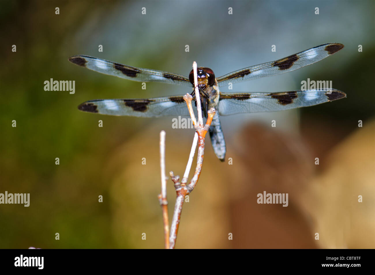 Zwölf entdeckt Abstreicheisen Libelle Libellula Pulchella, thront auf einem Ast. Oklahoma, USA. Stockfoto