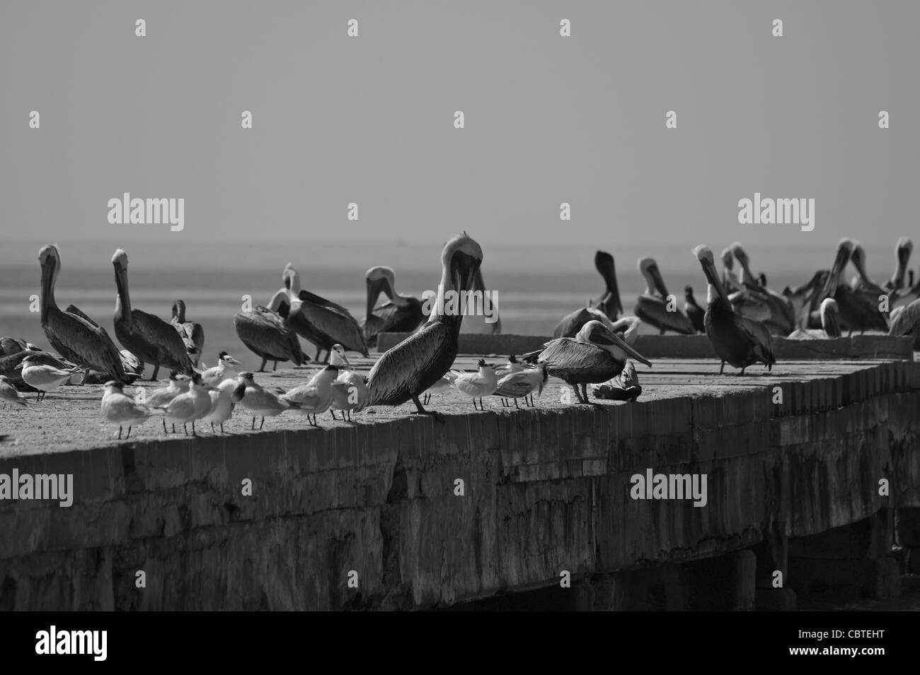 Pelikane und andere Seevögel, die in der Sonne von einem datierten Holmes Beach, FL-Pier. Stockfoto