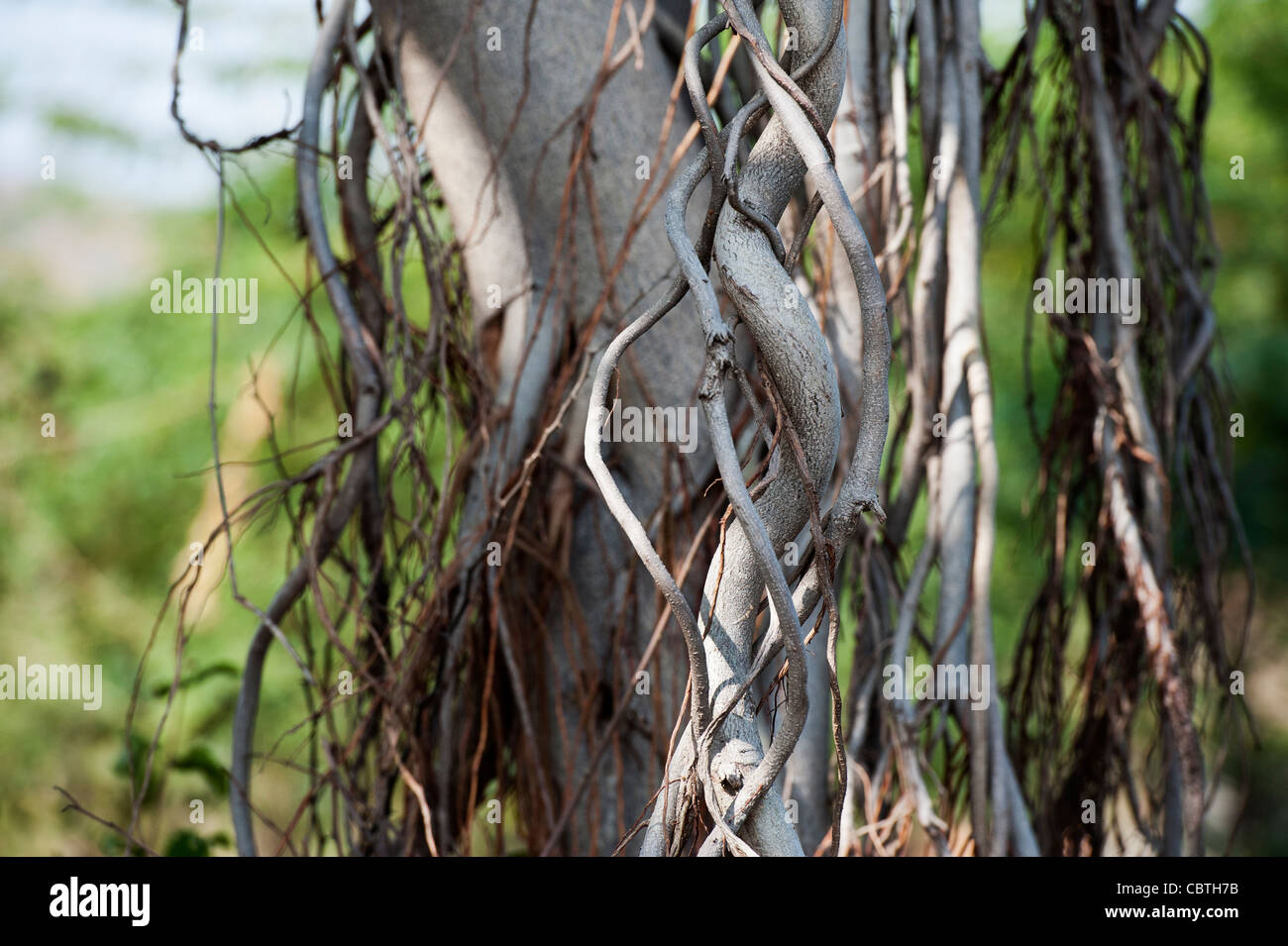 Ficus Benghalensis. Antenne prop Wurzeln eines indischen Banyan Tree Stockfoto