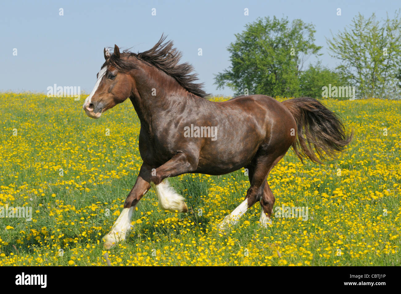 Welsh pony Hengst im Galopp auf dem Gebiet Stockfoto