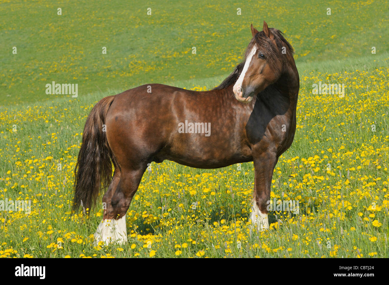 Welsh pony Hengst im Feld Stockfoto