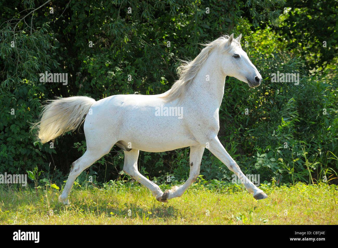 Arabische Pferd im Trab auf dem Gebiet Stockfoto