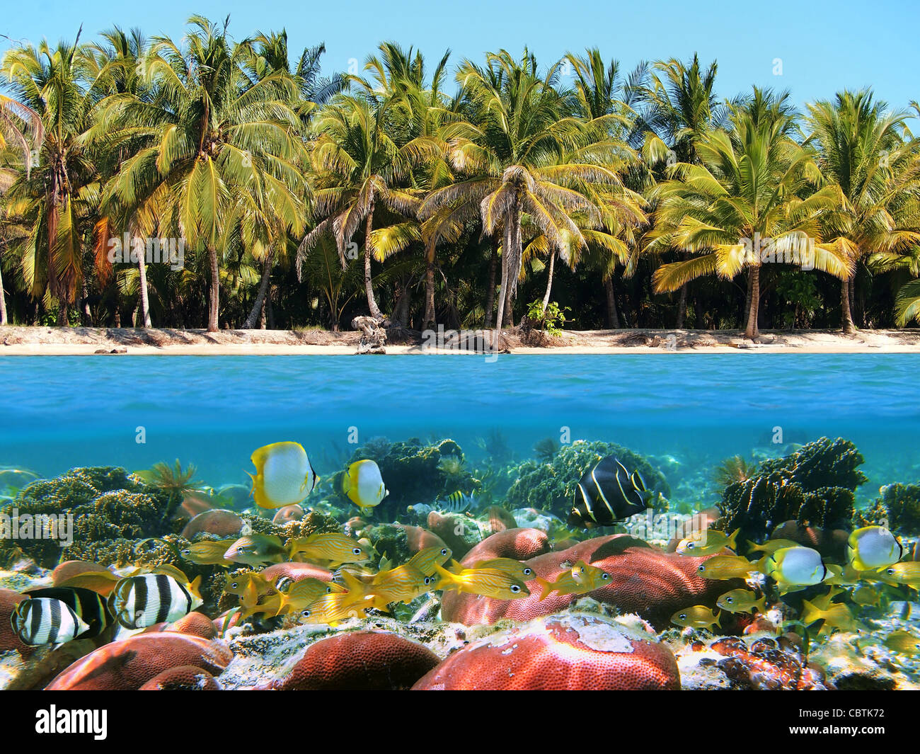 Unterwasser und Oberfläche Blick auf einen Strand mit Kokosnüssen und einem Korallenriff mit tropischen Fischen, Caribbean Stockfoto