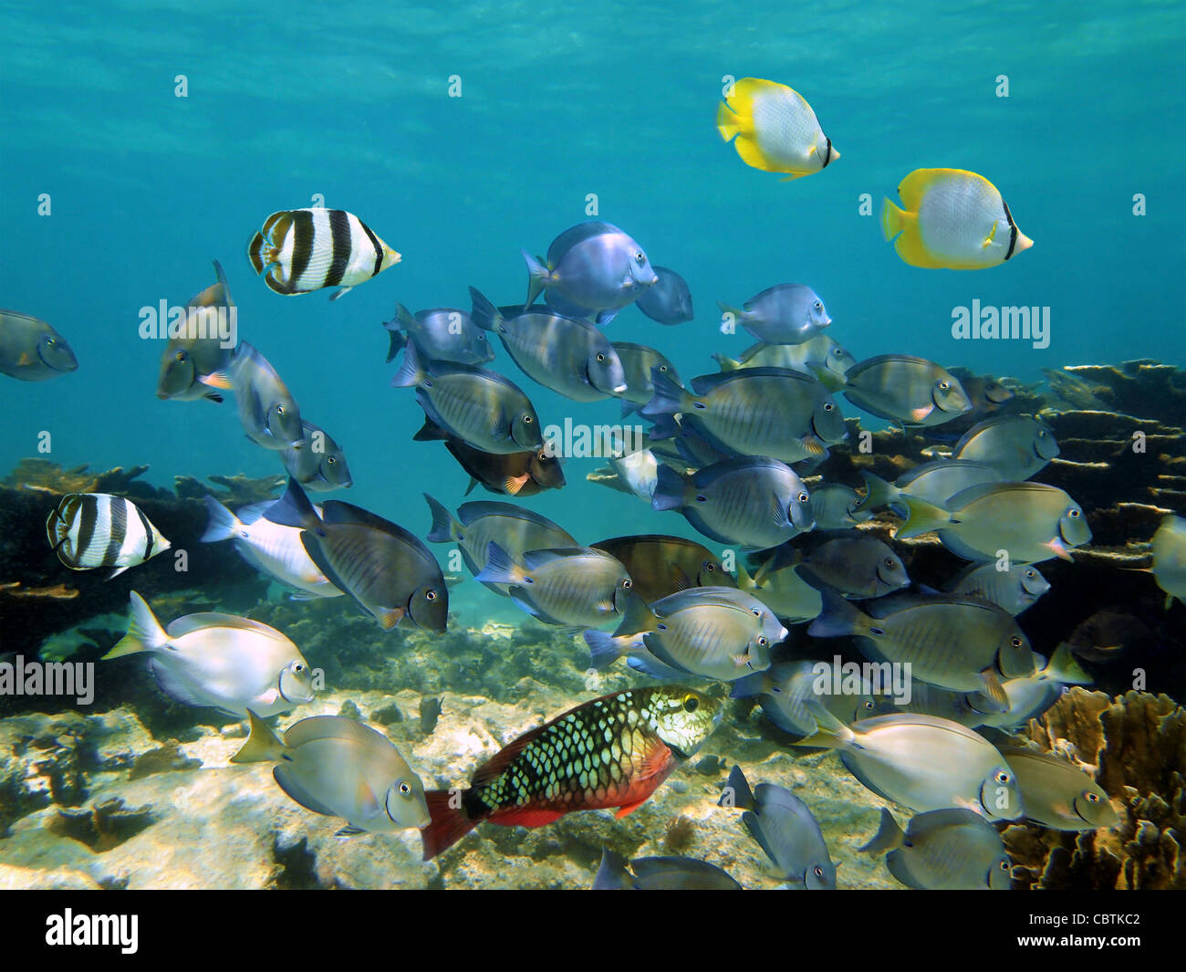 Schule der tropischen Fische unter Wasser im Meer der Karibik Stockfoto