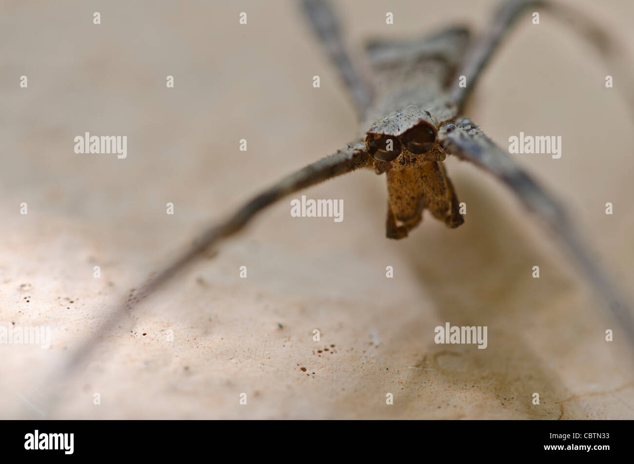 -Übertragung Spinne schließen sich (Deinopidae) Stockfoto