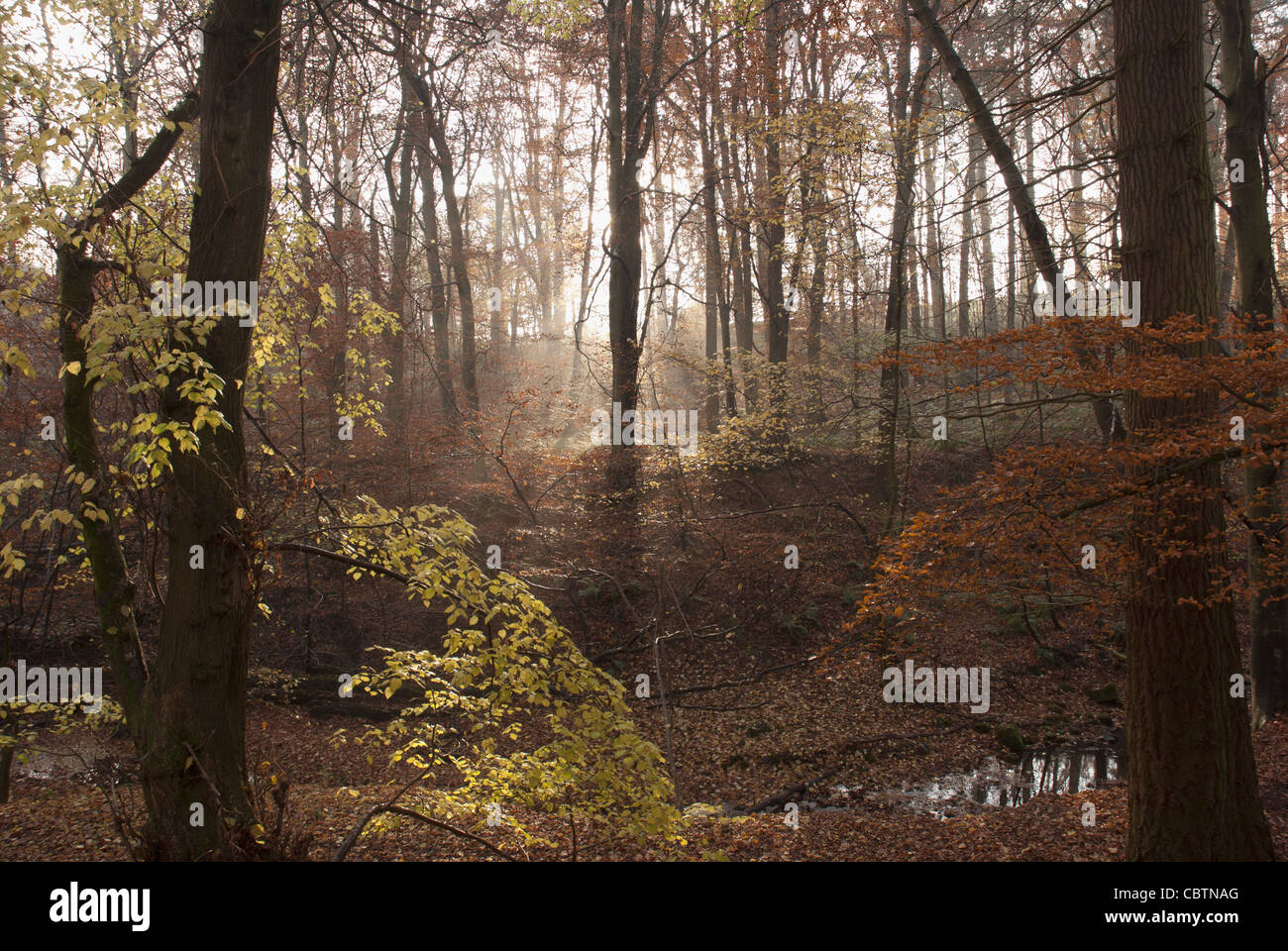 Letah Holz im Herbst Licht Stockfoto