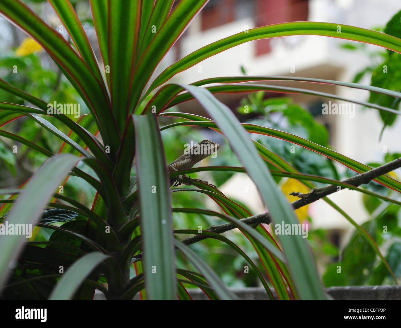 ein Garten Eidechse (Calotes) auf die Blätter sitzen an einem regnerischen Tag. Stockfoto