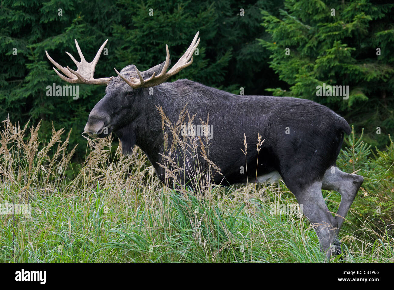 Elch / eurasischen Elch (Alces Alces) Porträt in der Taiga im Herbst, Värmland, Schweden Stockfoto