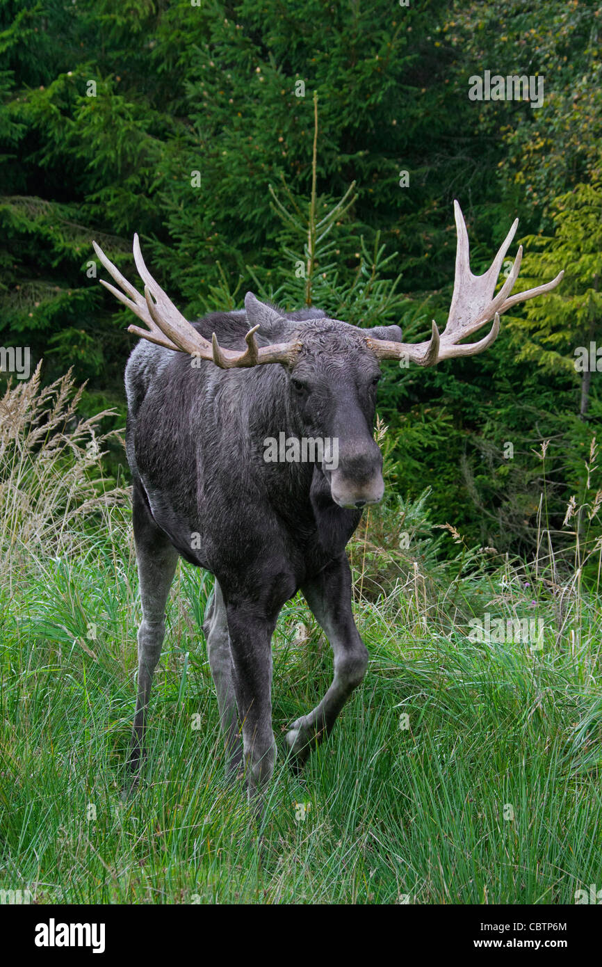 Elch / eurasischen Elch (Alces Alces) Porträt in der Taiga im Herbst, Värmland, Schweden Stockfoto