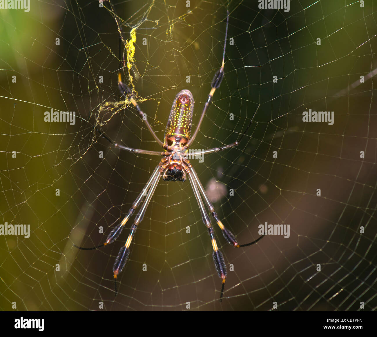 Golden Orb Spider (Nephila Clavipes), Costa Rica Stockfoto