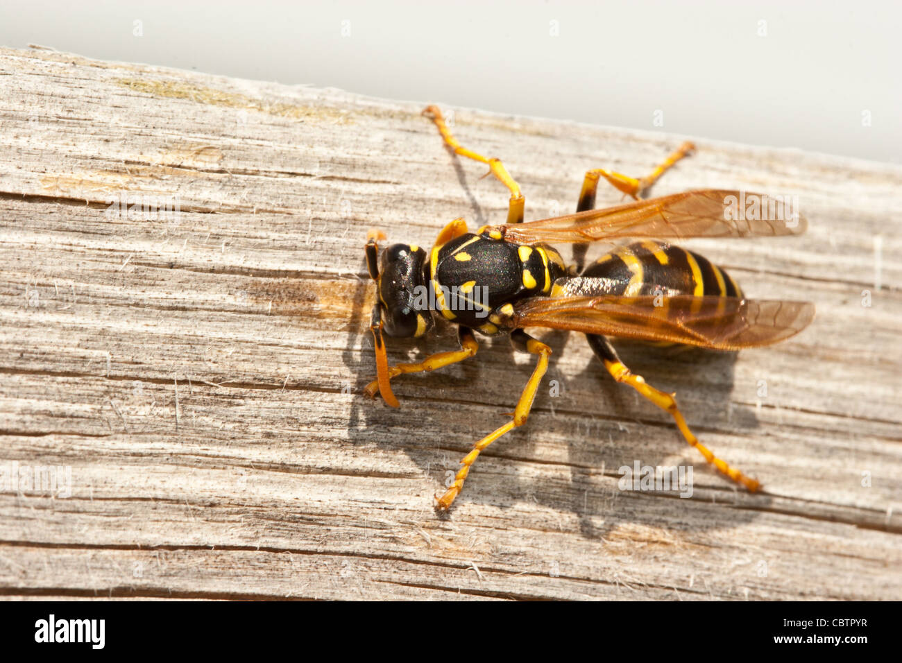 Gelbe Jacke Wespe kaut Holz zu Brei, Nest bauen Stockfoto