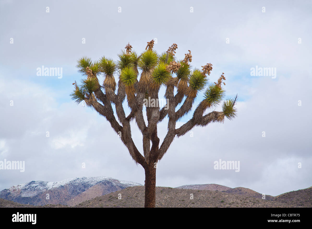 Joshua Baum steht gegen die Wolken und die Wüstenlandschaft in Joshua Tree Nationalpark, Kalifornien. Stockfoto