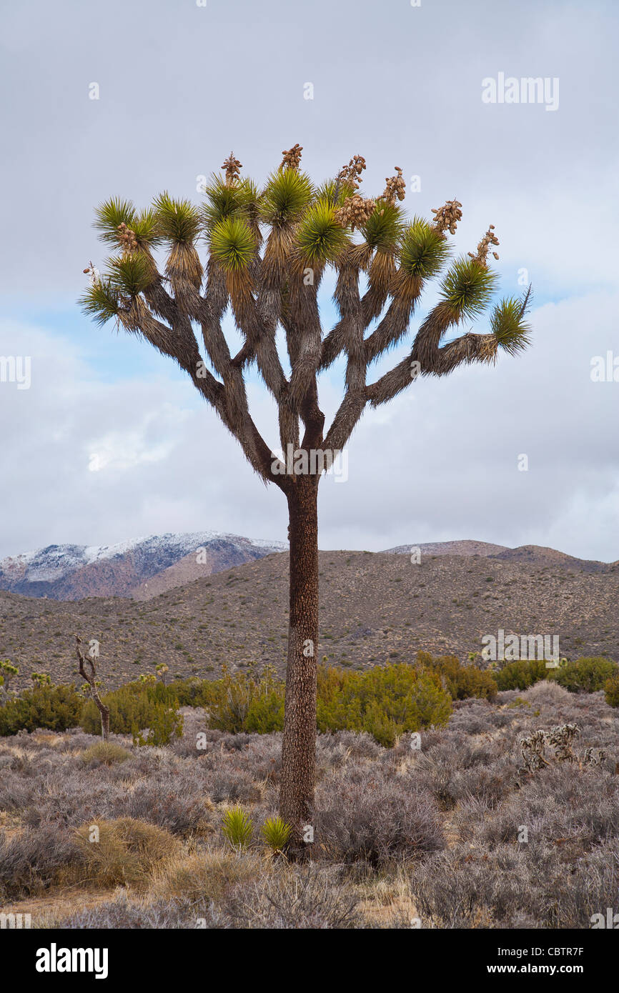 Joshua Baum steht gegen die Wolken und die Wüstenlandschaft in Joshua Tree Nationalpark, Kalifornien. Stockfoto