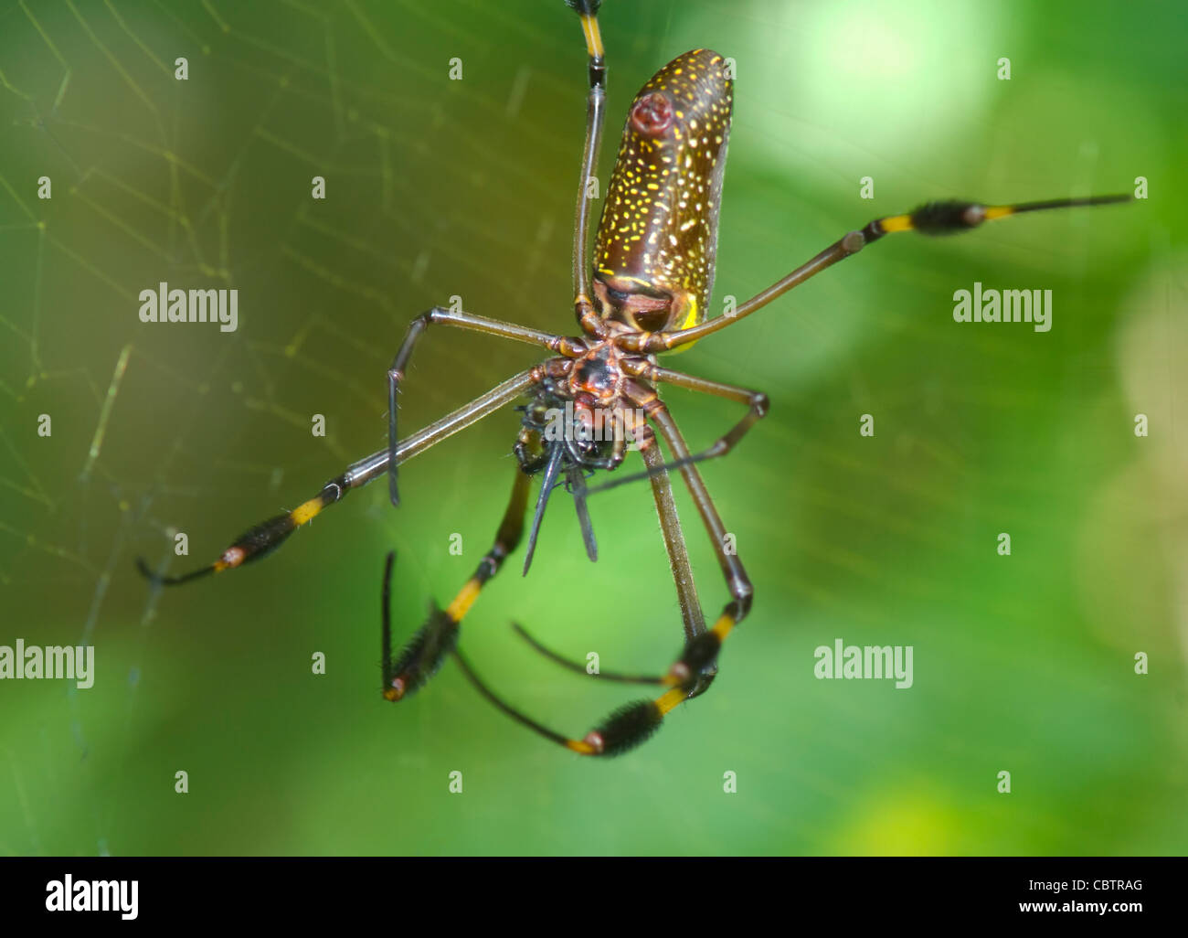 Golden Orb Spider (Nephila Clavipes), Costa Rica Stockfoto