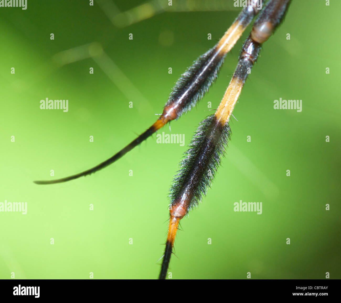 Details zu den Beinen einer goldenen Kugel-Spinne (Nephila Clavipes), Costa Rica Stockfoto