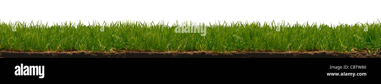 Niedrigen Winkel Ansicht Gras und Schmutz gegen weiß Stockfoto