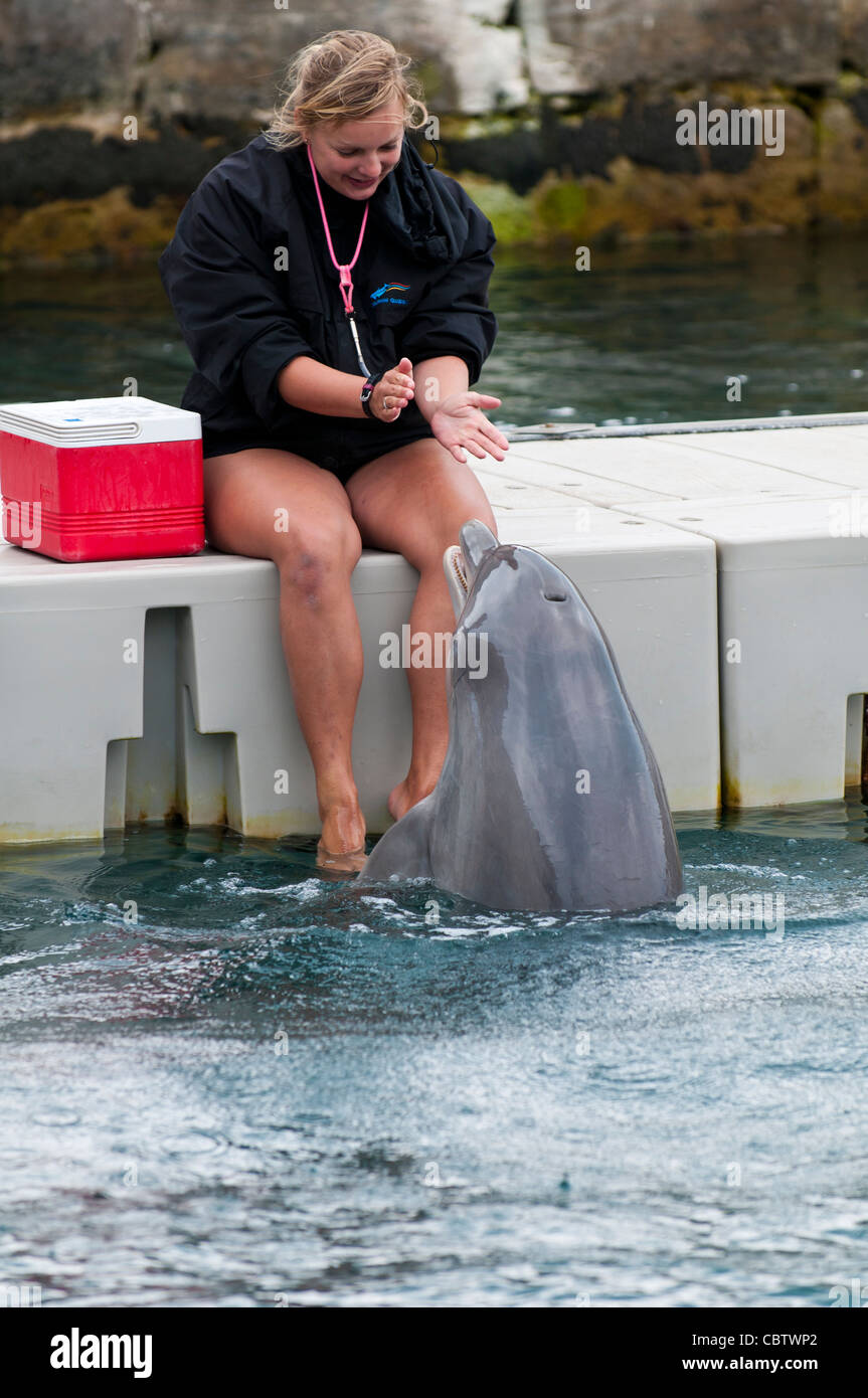 Bermuda. Trainer bei Dolphin Quest am Royal Naval Dockyard, Bermuda. Stockfoto