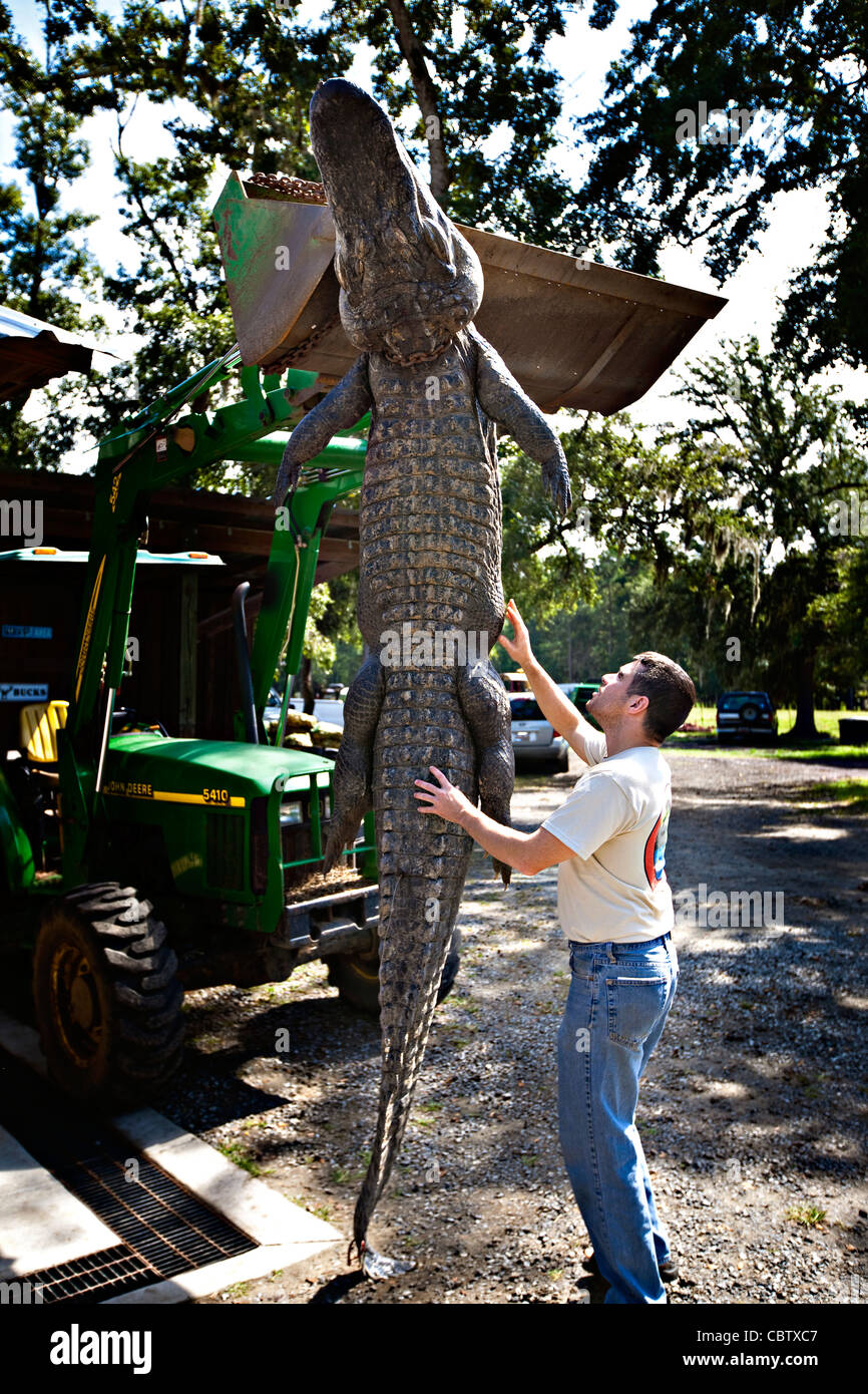 Arbeiter bei Cordrays Präparatoren in Ravenel, SC bereiten ein 12-Fuß-Alligator für Verarbeitung, nachdem es von einem Jäger während der Jagdsaison 3 Wochen langer Alligator 27. September 2009 gebracht wurde. Etwa 300 Alligatoren sind während der kurzen Saison aus einer geschätzten 150.000 Alligatoren in SC Wasser genommen. Stockfoto
