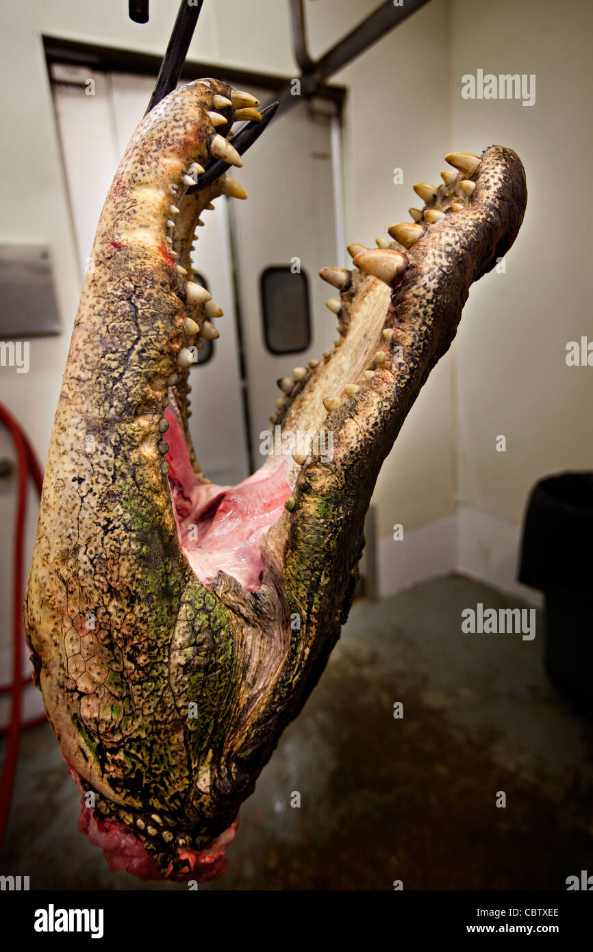 Arbeiter bei Cordrays Präparatoren in Ravenel, SC bereiten ein 12-Fuß-Alligator für Verarbeitung, nachdem es von einem Jäger während der Jagdsaison 3 Wochen langer Alligator 27. September 2009 gebracht wurde. Etwa 300 Alligatoren sind während der kurzen Saison aus einer geschätzten 150.000 Alligatoren in SC Wasser genommen. Stockfoto