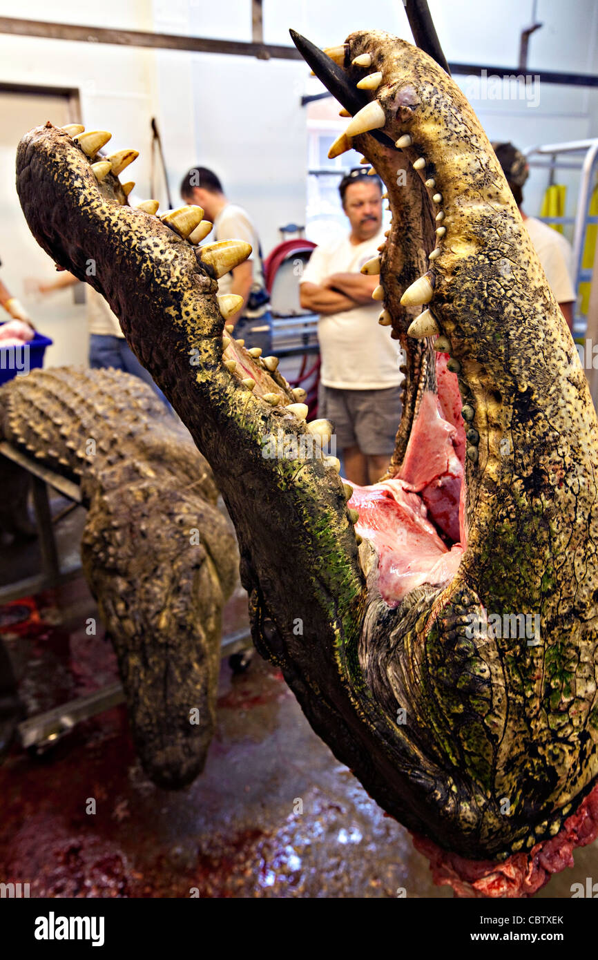 Arbeiter bei Cordrays Präparatoren in Ravenel, SC bereiten ein 12-Fuß-Alligator für Verarbeitung, nachdem es von einem Jäger während der Jagdsaison 3 Wochen langer Alligator 27. September 2009 gebracht wurde. Etwa 300 Alligatoren sind während der kurzen Saison aus einer geschätzten 150.000 Alligatoren in SC Wasser genommen. Stockfoto