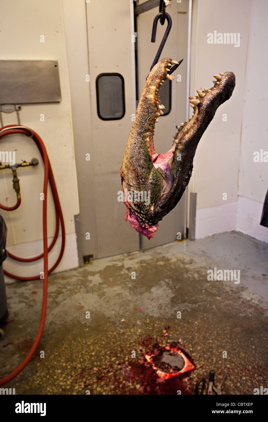 Arbeiter bei Cordrays Präparatoren in Ravenel, SC bereiten ein 12-Fuß-Alligator für Verarbeitung, nachdem es von einem Jäger während der Jagdsaison 3 Wochen langer Alligator 27. September 2009 gebracht wurde. Etwa 300 Alligatoren sind während der kurzen Saison aus einer geschätzten 150.000 Alligatoren in SC Wasser genommen. Stockfoto