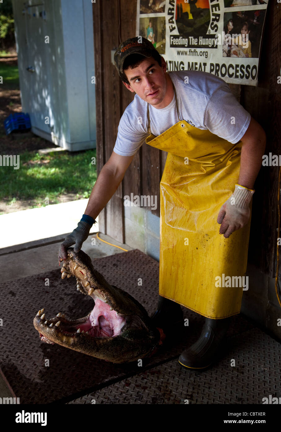 Arbeiter bei Cordrays Präparatoren in Ravenel, SC bereiten ein 12-Fuß-Alligator für Verarbeitung, nachdem es von einem Jäger während der Jagdsaison 3 Wochen langer Alligator 27. September 2009 gebracht wurde. Etwa 300 Alligatoren sind während der kurzen Saison aus einer geschätzten 150.000 Alligatoren in SC Wasser genommen. Stockfoto
