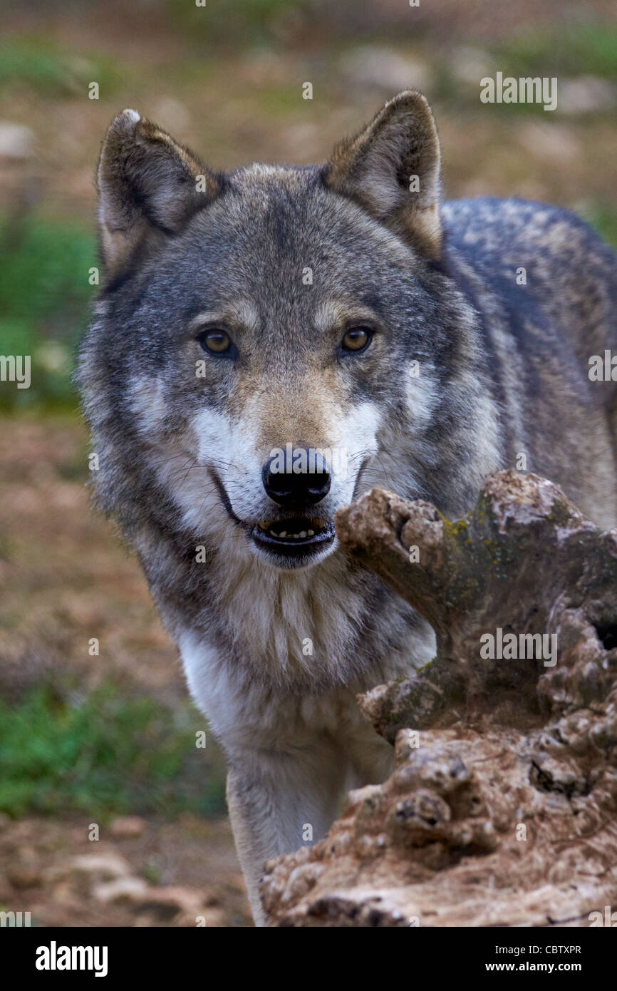 lobo europeo, Wolf, Europäischer Wolf (Canis lupus lupus) Stockfoto