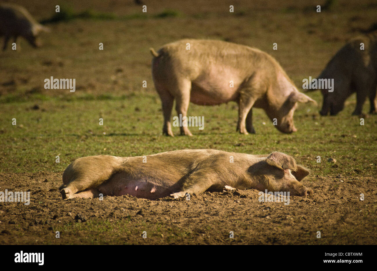 Das weibliche Schwein legte sich schlafen auf dem Feld in der Sommersonne, andere füttern sich in der Ferne. North Yorkshire. VEREINIGTES KÖNIGREICH Stockfoto