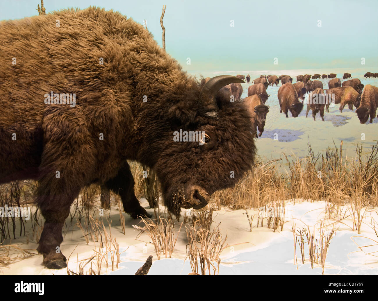 Bison in der nördlichen kanadischen Landschaft gehört. Stockfoto