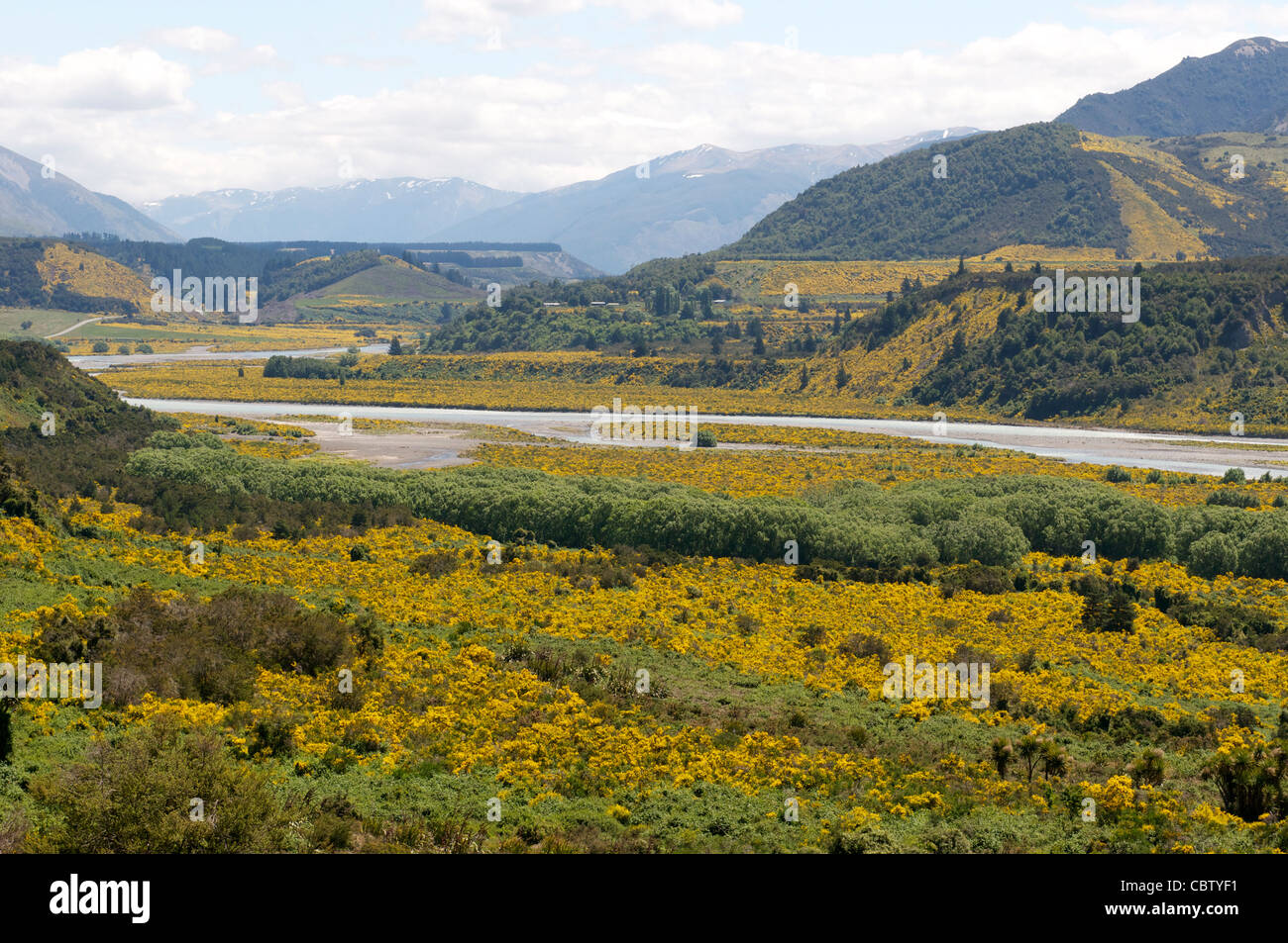 Fluss Waiau Mäandern durch die Lewis Pass zeigen die gelben duftende Ginster blühen Südinsel Neuseeland Stockfoto