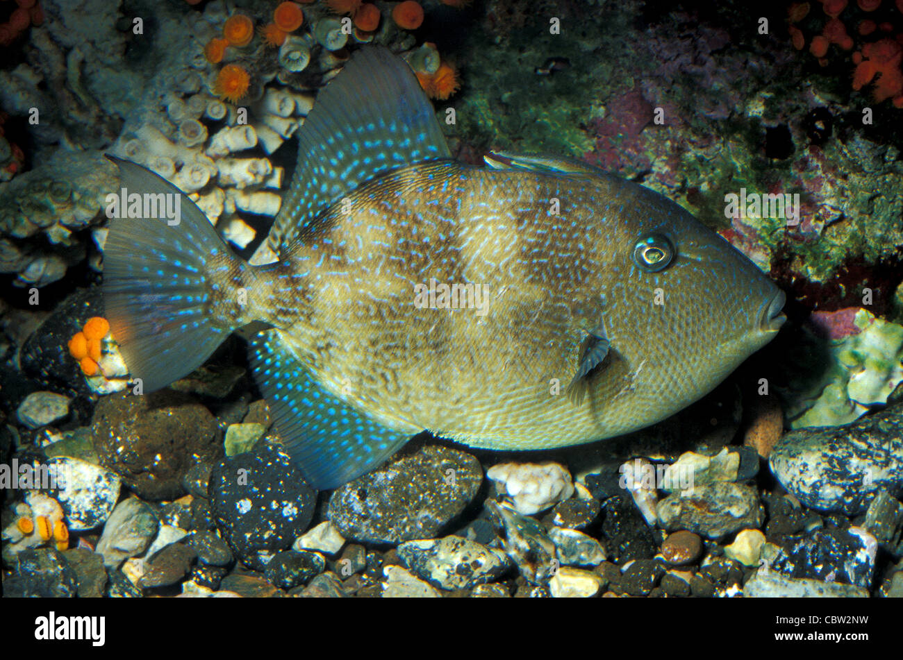 Grauer Drückerfisch Balistes Capriscus, Balistidae, Mittelmeer Stockfoto