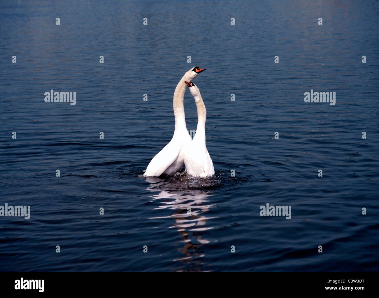 2 weiße Schwäne in Liebe spielen auf See (Cygnus Olor) Stockfoto