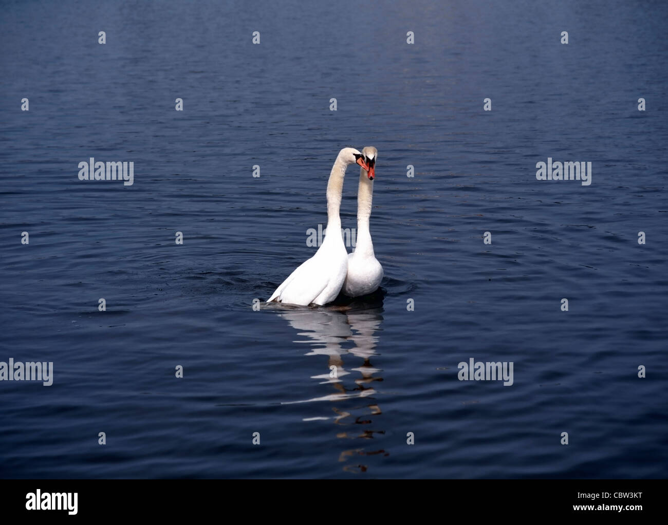 2 weiße Schwäne (Cygnus Olor) Liebe im Wasser spielen Stockfoto