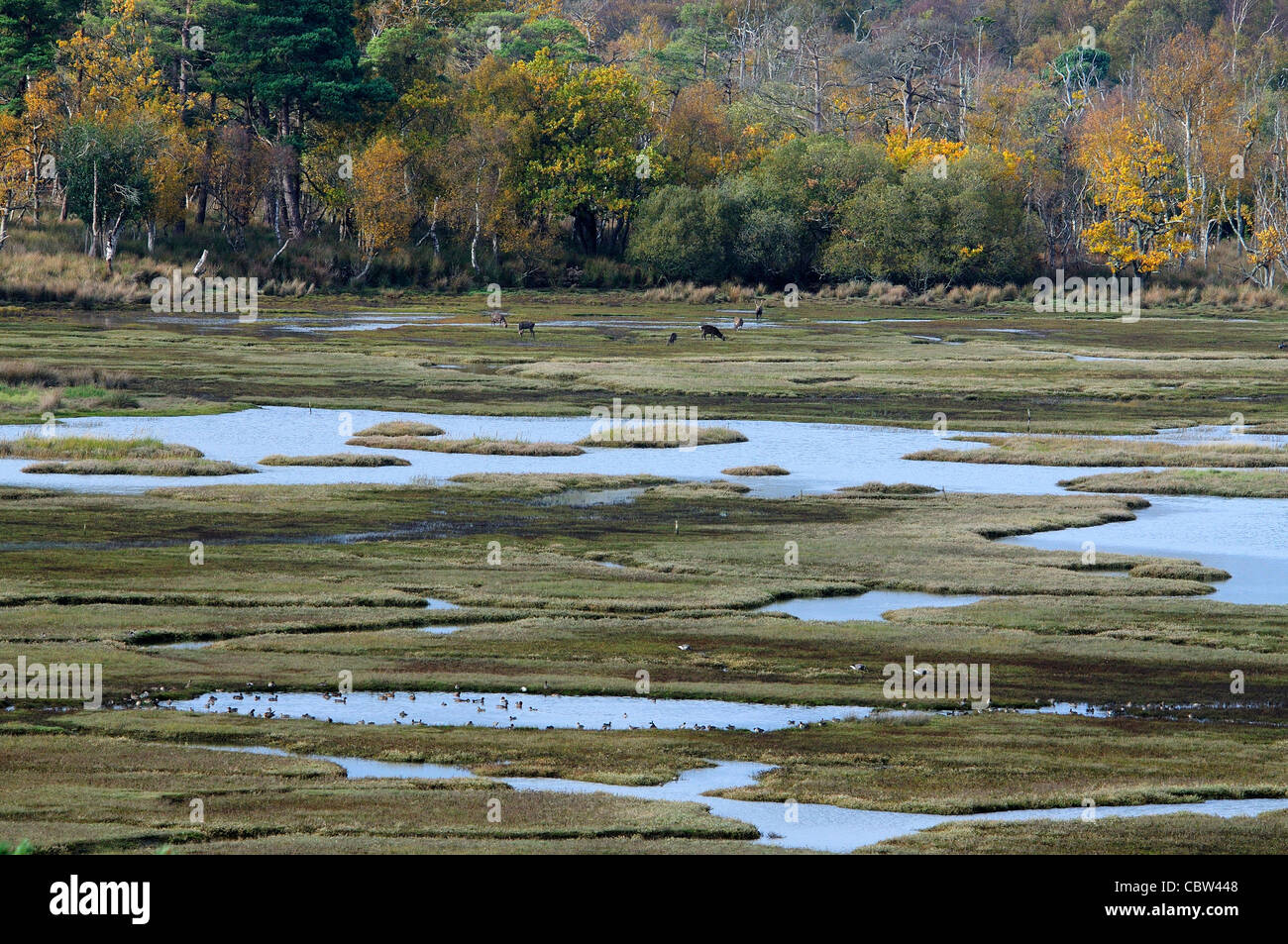 Arne RSPB Naturschutzgebiet, Dorset, Großbritannien November 2011 Stockfoto