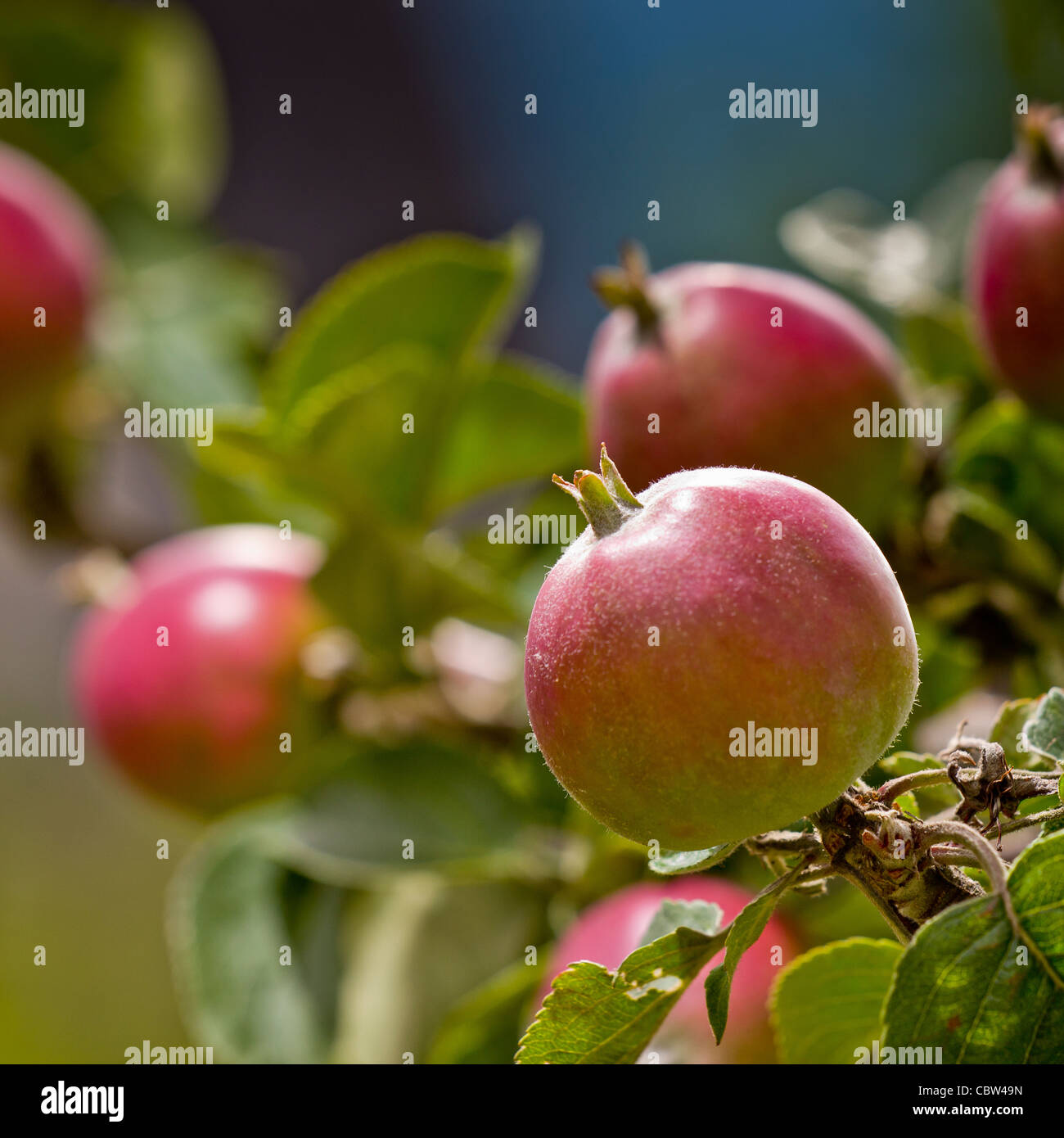 Apple Orchard, Lofthus, Ullensvang, Norwegen Stockfoto