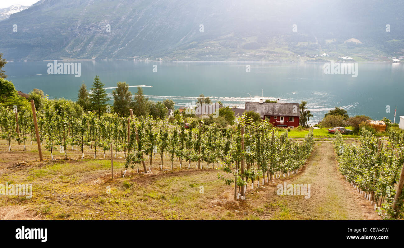 Birnengarten, Lofthus, Norwegen Stockfoto